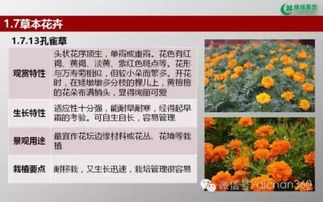 綠城集團(tuán)園林軟景苗木圖譜 全面性與實(shí)踐價值分析