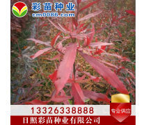 優化苗木產品庫策略，提升園林綠化行業競爭力