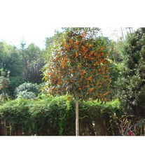 博藝園林苗木產(chǎn)品展示與花卉種植指南