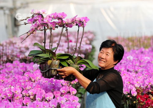 美麗經(jīng)濟綻放 年宵花市場再升溫，花卉種植迎新春