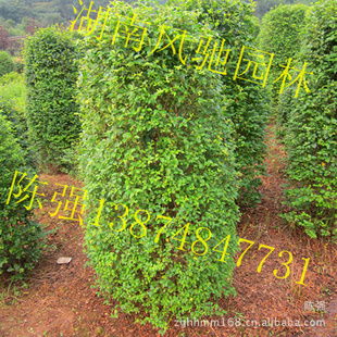 湖南風馳園林 精品小葉雨針柱形樹，綠化苗木的專業供應商